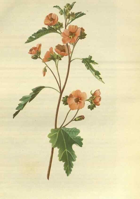 Reproducción/Reproduction 49802290223: Gartenflora.. Erlangen :F. Enke,1852-1940.. 