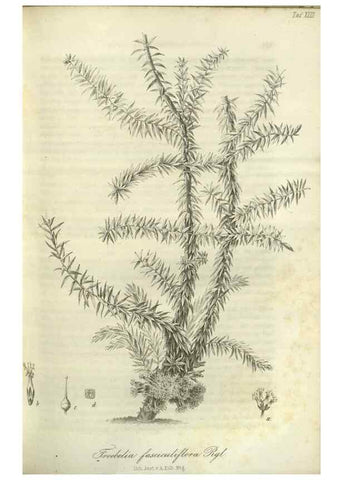 Reproducción/Reproduction 49803146282: Gartenflora.. Erlangen :F. Enke,1852-1940.. 