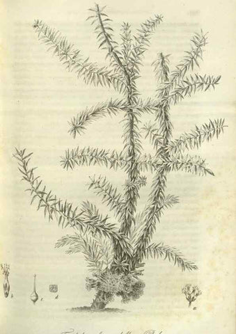 Reproducción/Reproduction 49803146282: Gartenflora.. Erlangen :F. Enke,1852-1940.. 