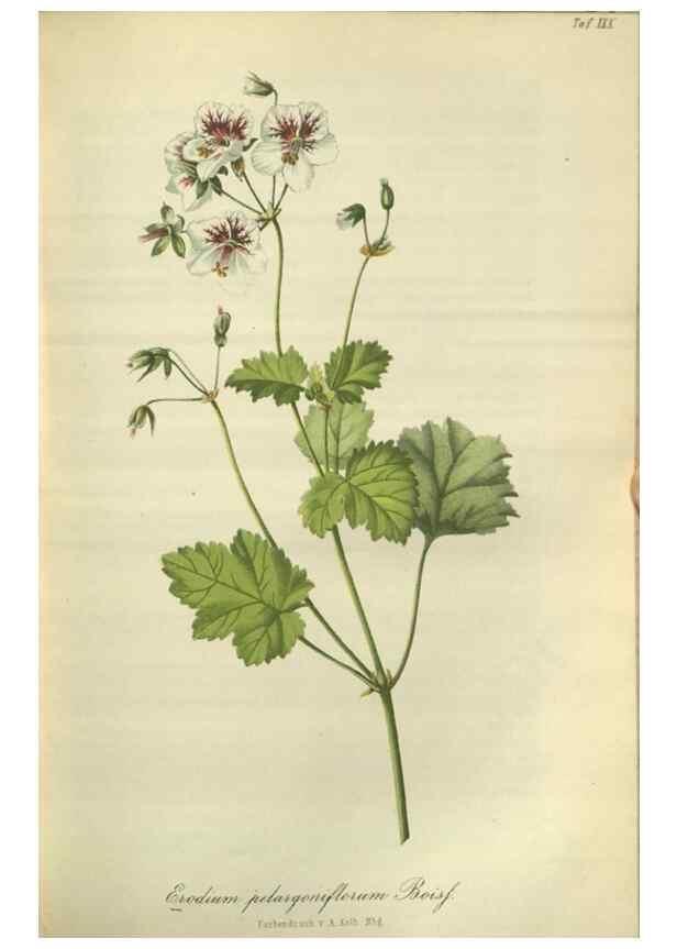 Reproducción/Reproduction 49803146672: Gartenflora.. Erlangen :F. Enke,1852-1940.. 