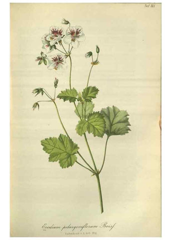 Reproducción/Reproduction 49803146672: Gartenflora.. Erlangen :F. Enke,1852-1940.. 
