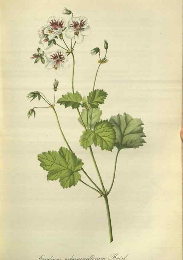 Reproducción/Reproduction 49803146672: Gartenflora.. Erlangen :F. Enke,1852-1940.. 