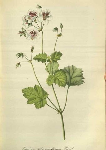 Reproducción/Reproduction 49803146672: Gartenflora.. Erlangen :F. Enke,1852-1940.. 