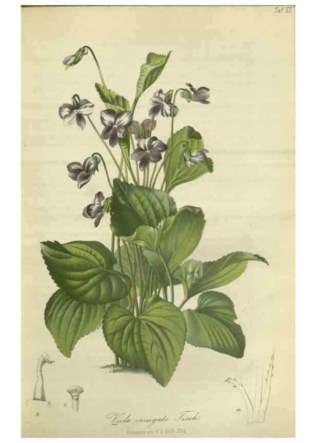 Reproducción/Reproduction 49802291753: Gartenflora.. Erlangen :F. Enke,1852-1940.. 
