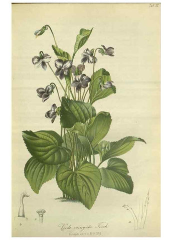 Reproducción/Reproduction 49802291753: Gartenflora.. Erlangen :F. Enke,1852-1940.. 