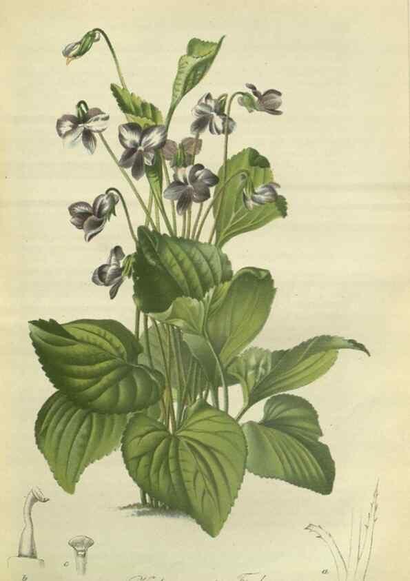Reproducción/Reproduction 49802291753: Gartenflora.. Erlangen :F. Enke,1852-1940.. 