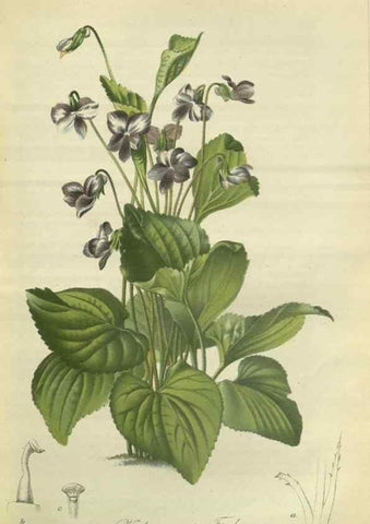 Reproducción/Reproduction 49802291753: Gartenflora.. Erlangen :F. Enke,1852-1940.. 