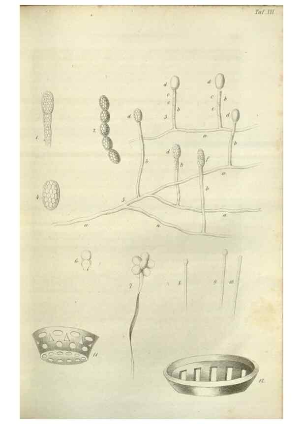 Reproducción/Reproduction 49803147487: Gartenflora.. Erlangen :F. Enke,1852-1940.. 