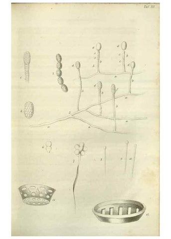 Reproducción/Reproduction 49803147487: Gartenflora.. Erlangen :F. Enke,1852-1940.. 