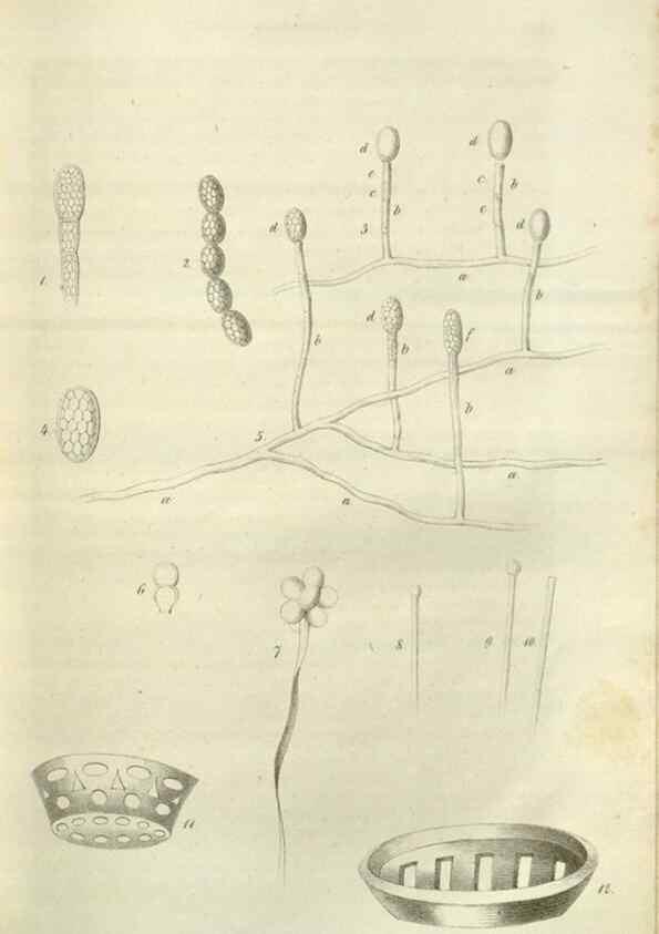 Reproducción/Reproduction 49803147487: Gartenflora.. Erlangen :F. Enke,1852-1940.. 