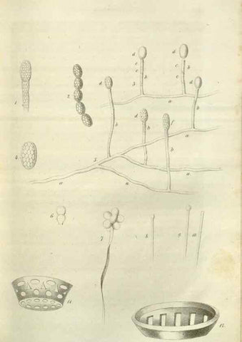 Reproducción/Reproduction 49803147487: Gartenflora.. Erlangen :F. Enke,1852-1940.. 