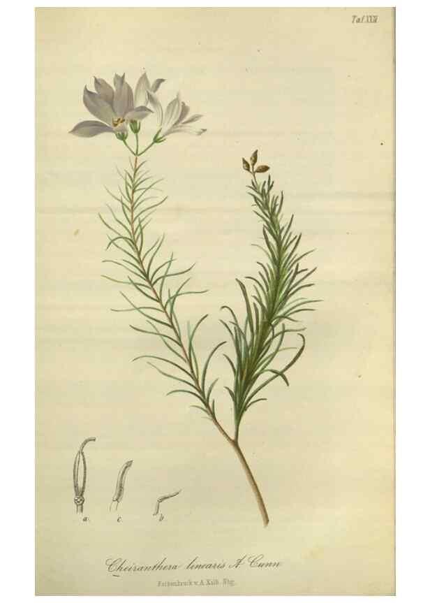 Reproducción/Reproduction 49803147882: Gartenflora.. Erlangen :F. Enke,1852-1940.. 