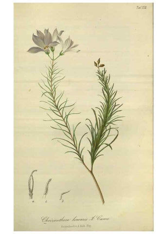 Reproducción/Reproduction 49803147882: Gartenflora.. Erlangen :F. Enke,1852-1940.. 