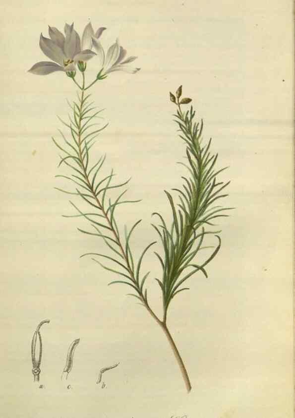 Reproducción/Reproduction 49803147882: Gartenflora.. Erlangen :F. Enke,1852-1940.. 