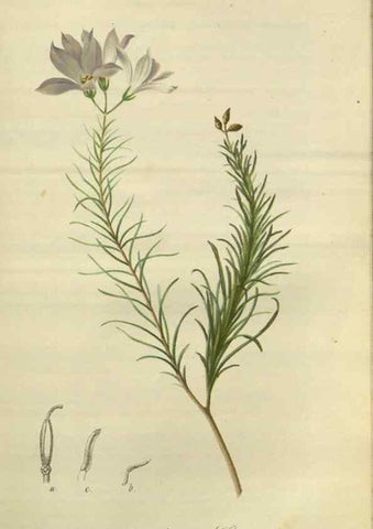 Reproducción/Reproduction 49803147882: Gartenflora.. Erlangen :F. Enke,1852-1940.. 