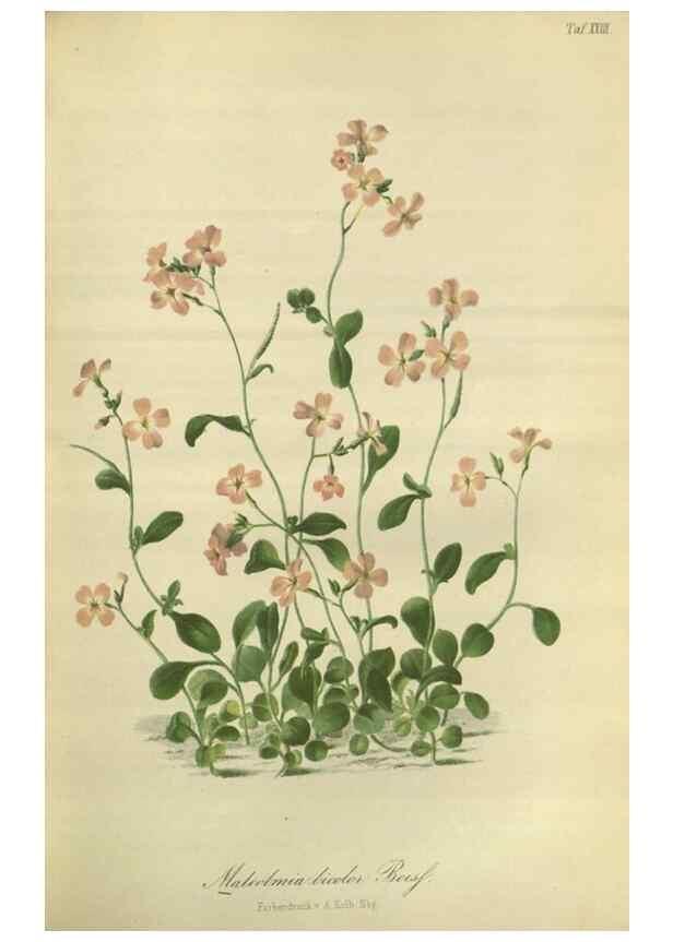 Reproducción/Reproduction 49802845671: Gartenflora.. Erlangen :F. Enke,1852-1940.. 
