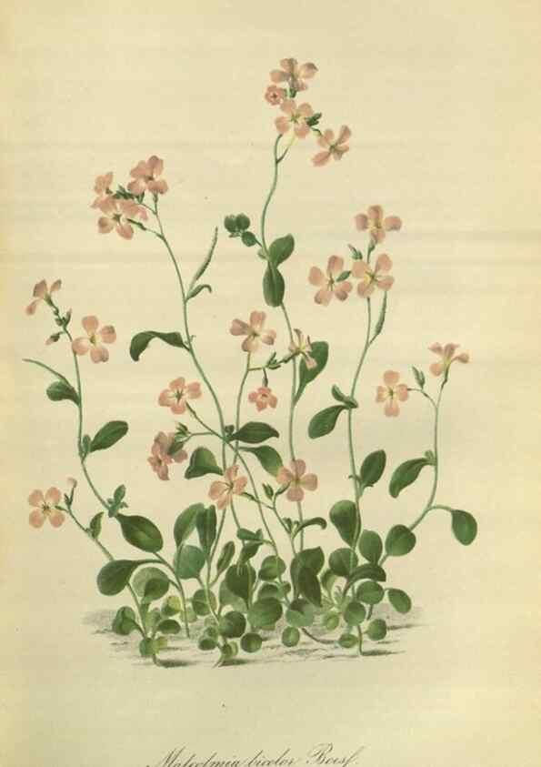 Reproducción/Reproduction 49802845671: Gartenflora.. Erlangen :F. Enke,1852-1940.. 