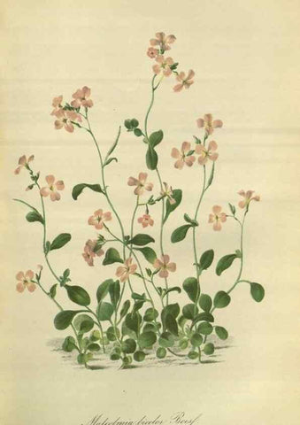 Reproducción/Reproduction 49802845671: Gartenflora.. Erlangen :F. Enke,1852-1940.. 