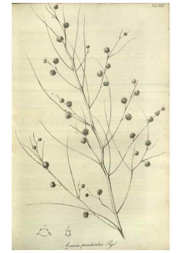 Reproducción/Reproduction 49803148592: Gartenflora.. Erlangen :F. Enke,1852-1940.. 