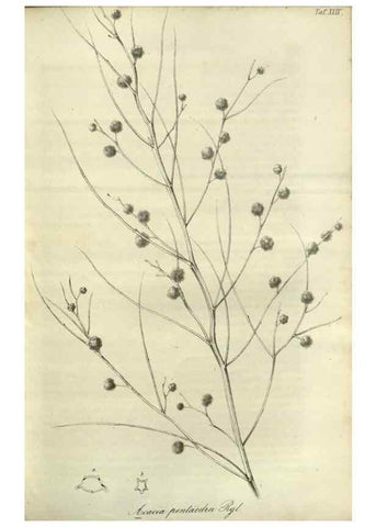 Reproducción/Reproduction 49803148592: Gartenflora.. Erlangen :F. Enke,1852-1940.. 
