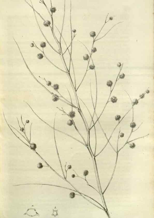 Reproducción/Reproduction 49803148592: Gartenflora.. Erlangen :F. Enke,1852-1940.. 