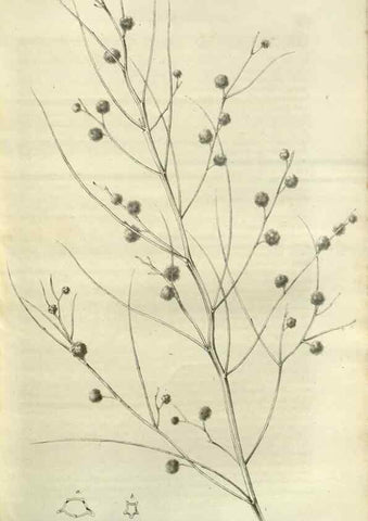 Reproducción/Reproduction 49803148592: Gartenflora.. Erlangen :F. Enke,1852-1940.. 