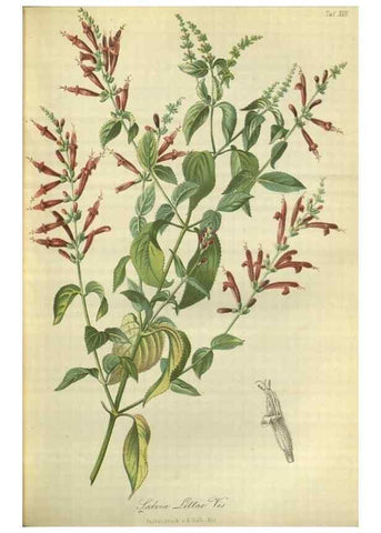 Reproducción/Reproduction 49802290593: Gartenflora.. Erlangen :F. Enke,1852-1940.. 