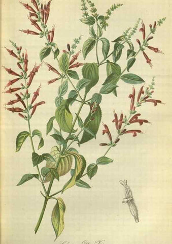 Reproducción/Reproduction 49802290593: Gartenflora.. Erlangen :F. Enke,1852-1940.. 