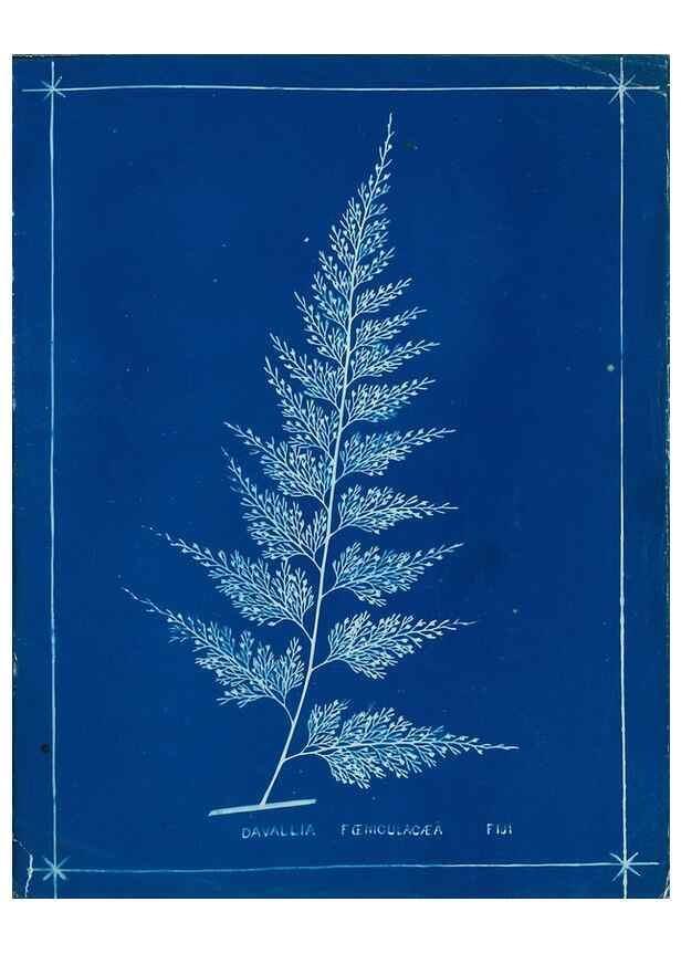 Reproducción/Reproduction 49805386053: [New Zealand ferns]. Auckland, New ZealandDobbie, H. B.1880. 