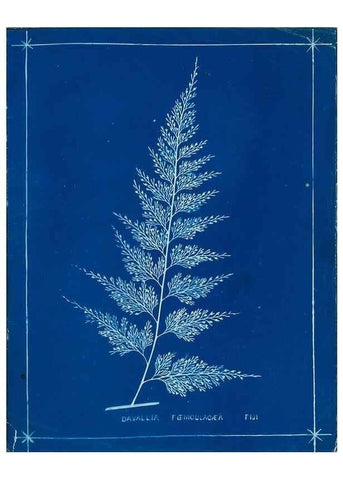 Reproducción/Reproduction 49805386053: [New Zealand ferns]. Auckland, New ZealandDobbie, H. B.1880. 