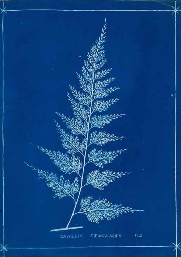 Reproducción/Reproduction 49805386053: [New Zealand ferns]. Auckland, New ZealandDobbie, H. B.1880. 