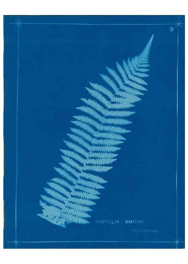 Reproducción/Reproduction 49806236382: [New Zealand ferns]. Auckland, New ZealandDobbie, H. B.1880. 