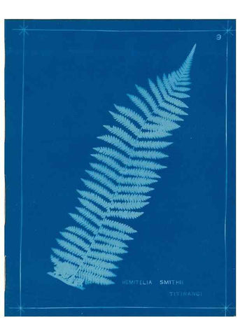 Reproducción/Reproduction 49806236382: [New Zealand ferns]. Auckland, New ZealandDobbie, H. B.1880. 