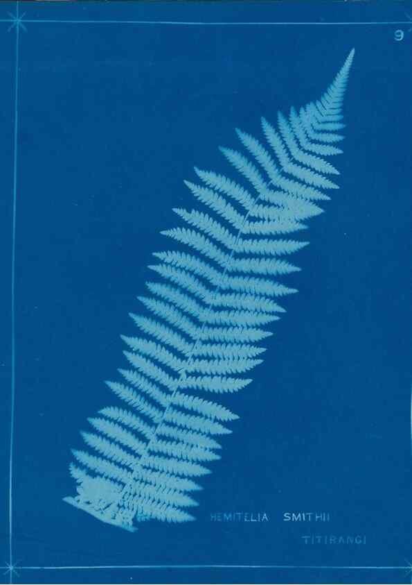 Reproducción/Reproduction 49806236382: [New Zealand ferns]. Auckland, New ZealandDobbie, H. B.1880. 