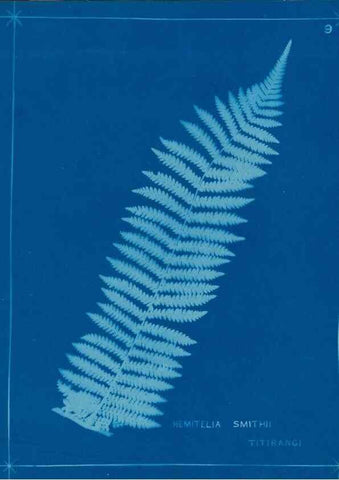 Reproducción/Reproduction 49806236382: [New Zealand ferns]. Auckland, New ZealandDobbie, H. B.1880. 