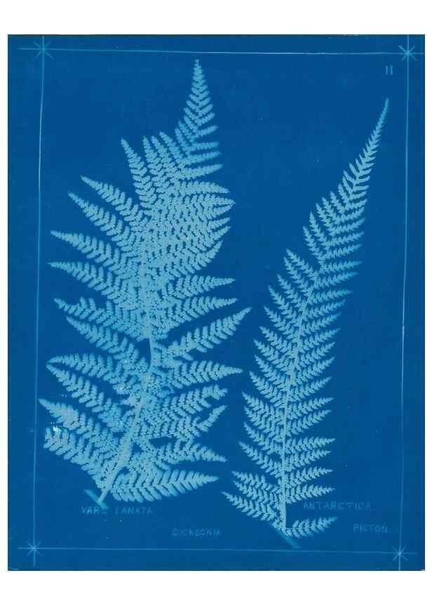 Reproducción/Reproduction 49805927276: [New Zealand ferns]. Auckland, New ZealandDobbie, H. B.1880. 