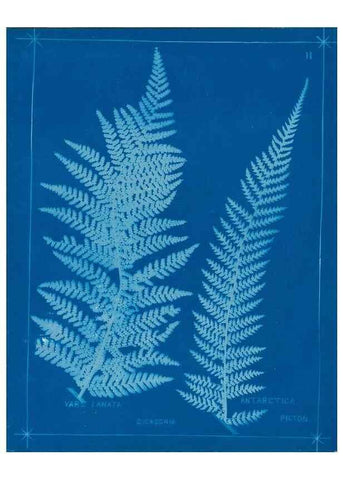 Reproducción/Reproduction 49805927276: [New Zealand ferns]. Auckland, New ZealandDobbie, H. B.1880. 