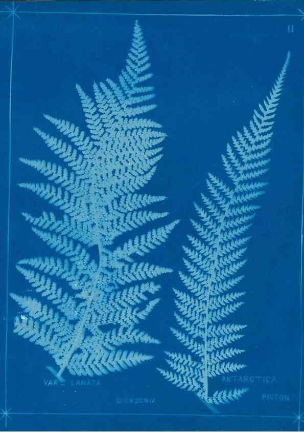 Reproducción/Reproduction 49805927276: [New Zealand ferns]. Auckland, New ZealandDobbie, H. B.1880. 