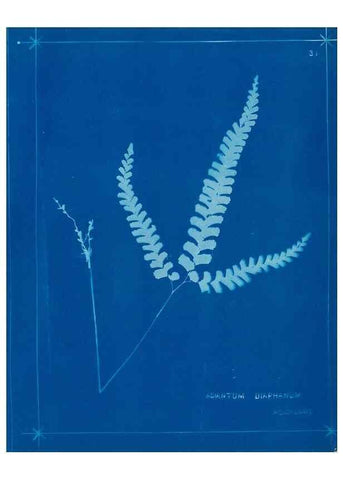 Reproducción/Reproduction 49805935211: [New Zealand ferns]. Auckland, New ZealandDobbie, H. B.1880. 