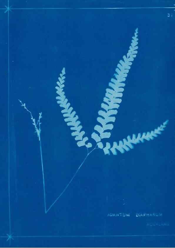 Reproducción/Reproduction 49805935211: [New Zealand ferns]. Auckland, New ZealandDobbie, H. B.1880. 
