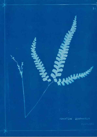Reproducción/Reproduction 49805935211: [New Zealand ferns]. Auckland, New ZealandDobbie, H. B.1880. 