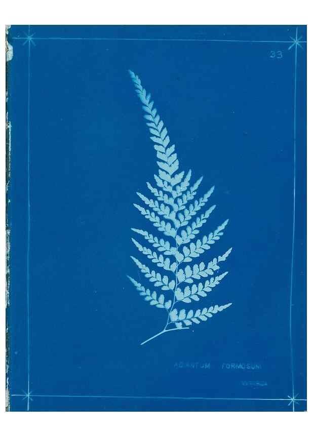 Reproducción/Reproduction 49805935496: [New Zealand ferns]. Auckland, New ZealandDobbie, H. B.1880. 