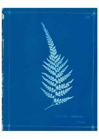 Reproducción/Reproduction 49805935496: [New Zealand ferns]. Auckland, New ZealandDobbie, H. B.1880. 