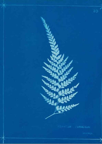 Reproducción/Reproduction 49805935496: [New Zealand ferns]. Auckland, New ZealandDobbie, H. B.1880. 