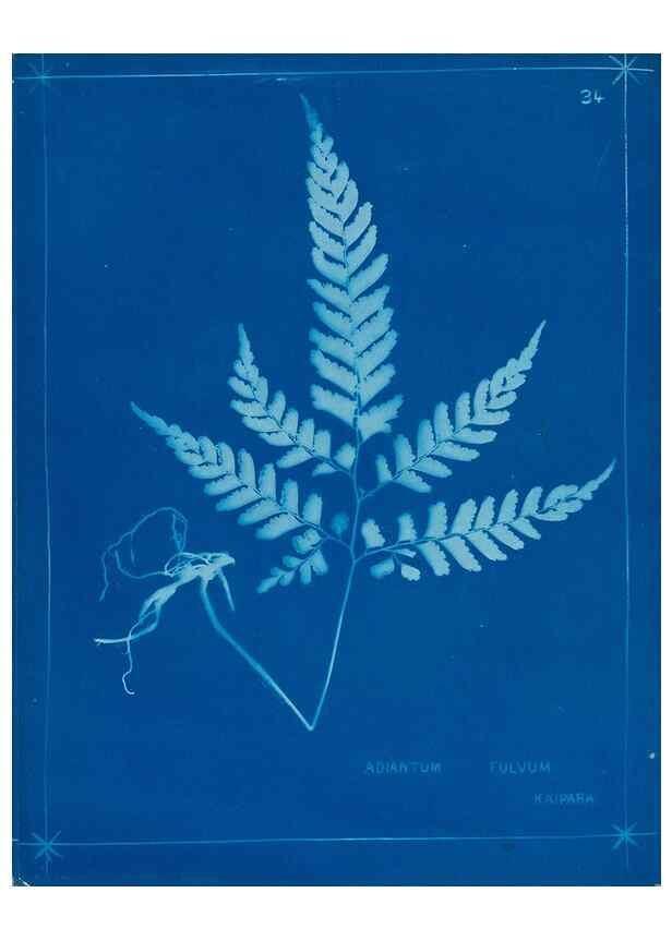 Reproducción/Reproduction 49806245937: [New Zealand ferns]. Auckland, New ZealandDobbie, H. B.1880. 