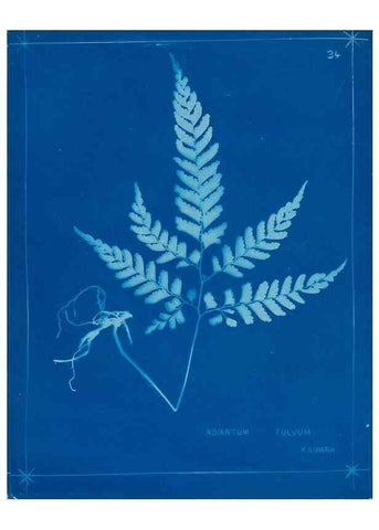 Reproducción/Reproduction 49806245937: [New Zealand ferns]. Auckland, New ZealandDobbie, H. B.1880. 