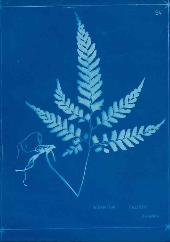 Reproducción/Reproduction 49806245937: [New Zealand ferns]. Auckland, New ZealandDobbie, H. B.1880. 