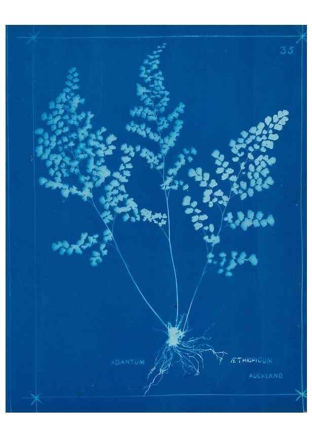 Reproducción/Reproduction 49805380723: [New Zealand ferns]. Auckland, New ZealandDobbie, H. B.1880. 