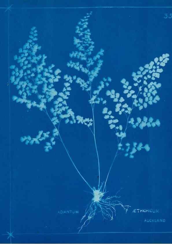 Reproducción/Reproduction 49805380723: [New Zealand ferns]. Auckland, New ZealandDobbie, H. B.1880. 