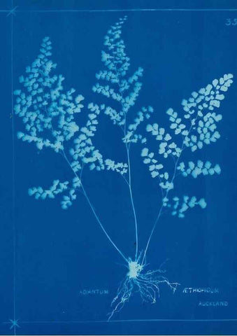 Reproducción/Reproduction 49805380723: [New Zealand ferns]. Auckland, New ZealandDobbie, H. B.1880. 